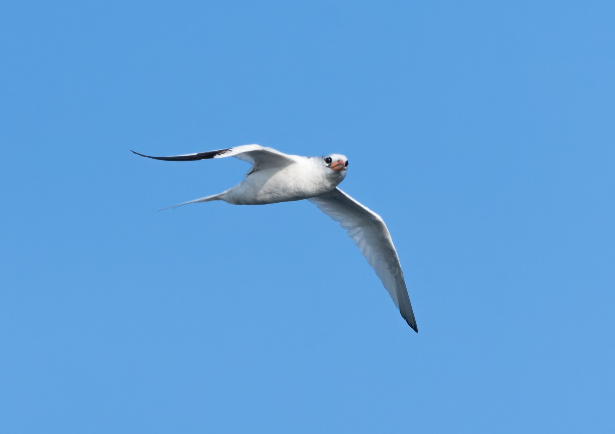 red-billed tropicbird
