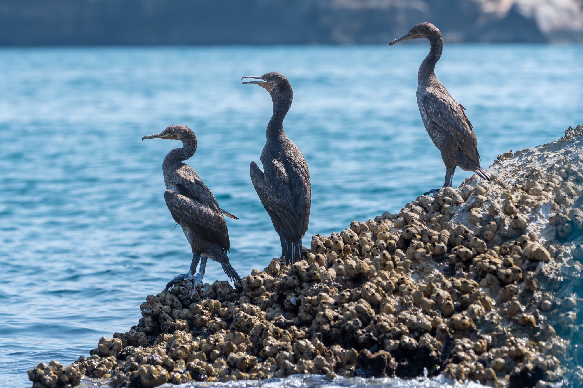 Socotra Cormorant