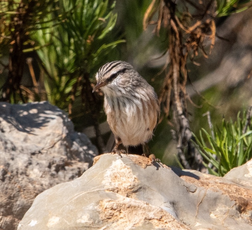 Streaked Scrub Warbler