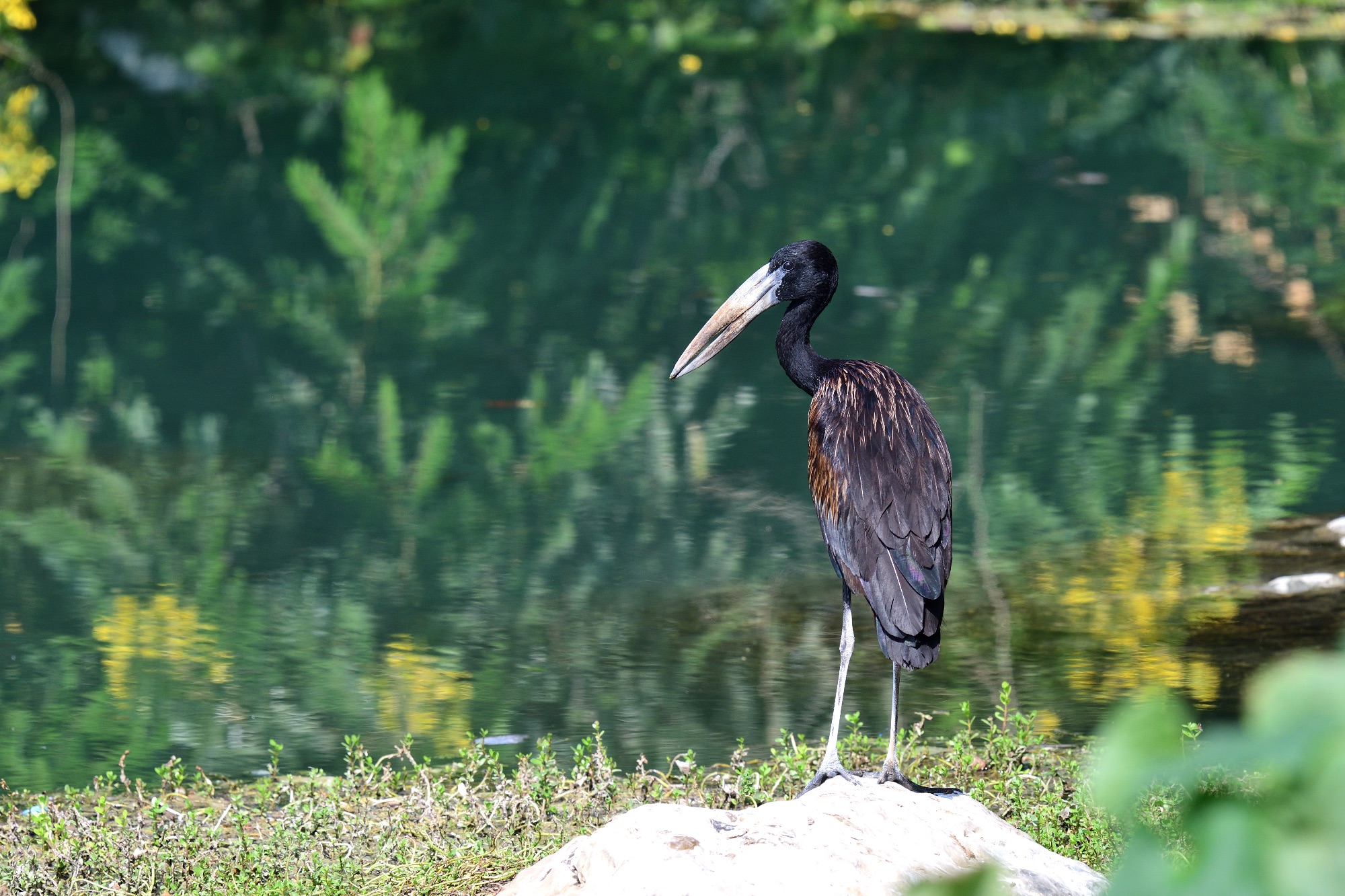 African Openbill