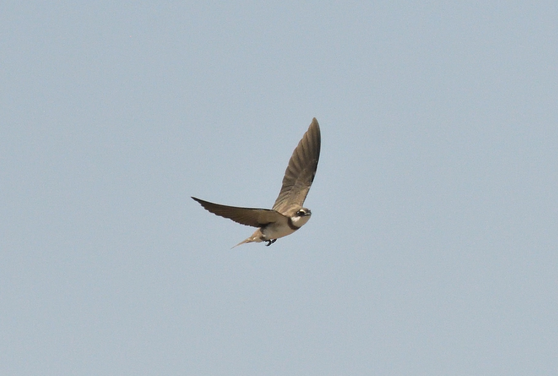 Banded Martin