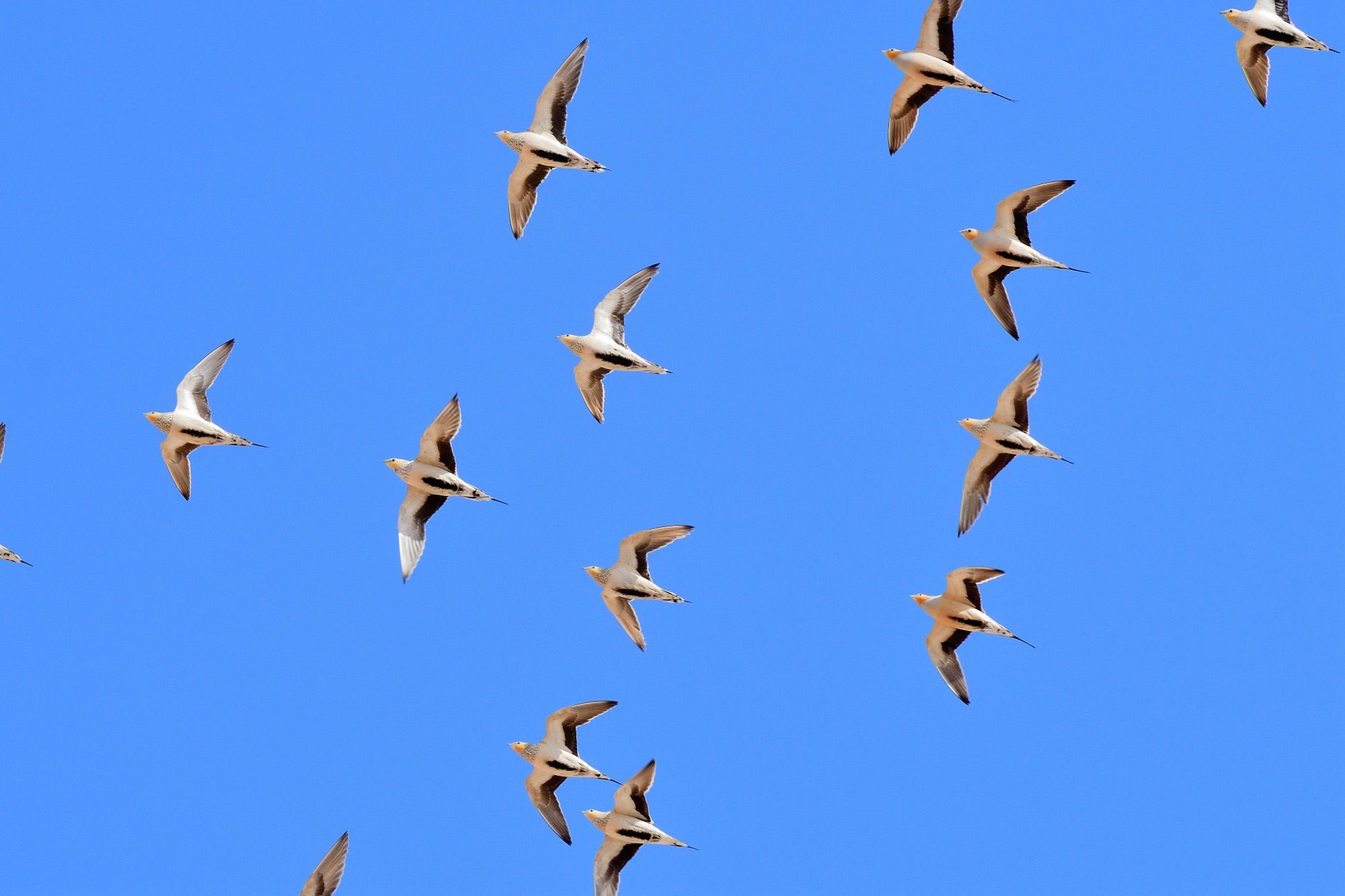 spotted sandgrouse