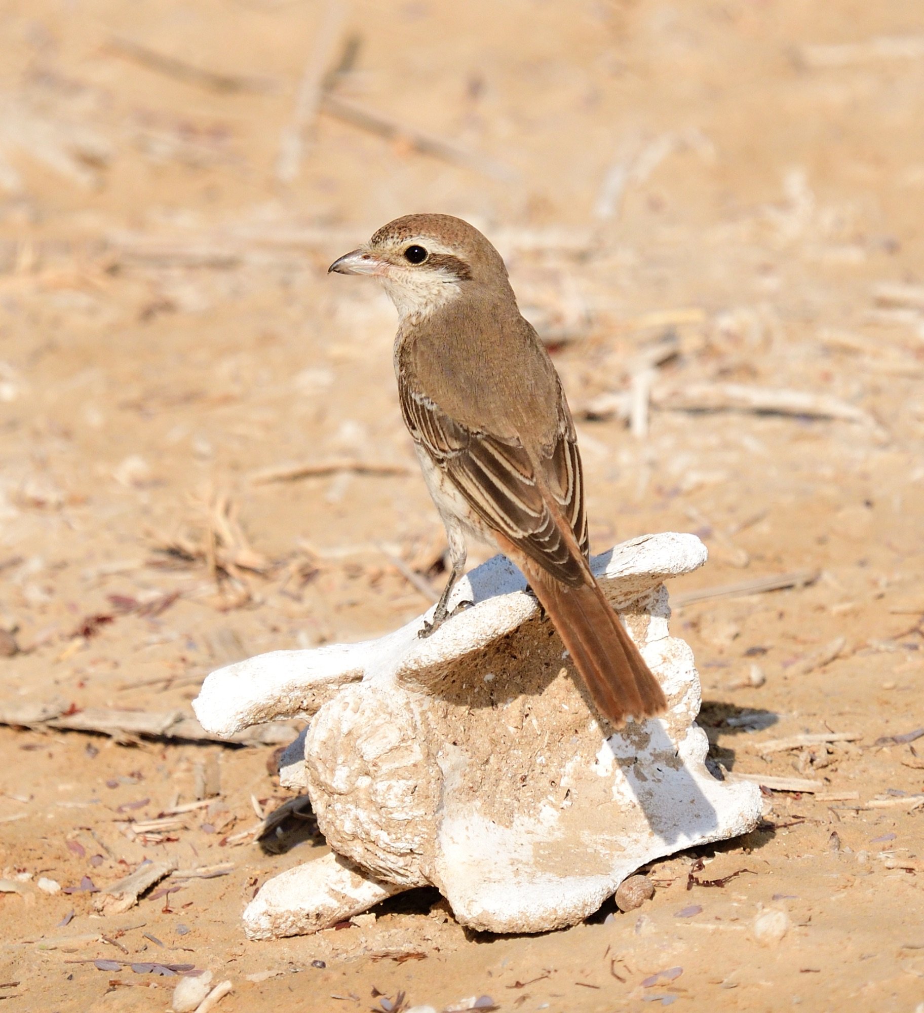 turkestan shrike