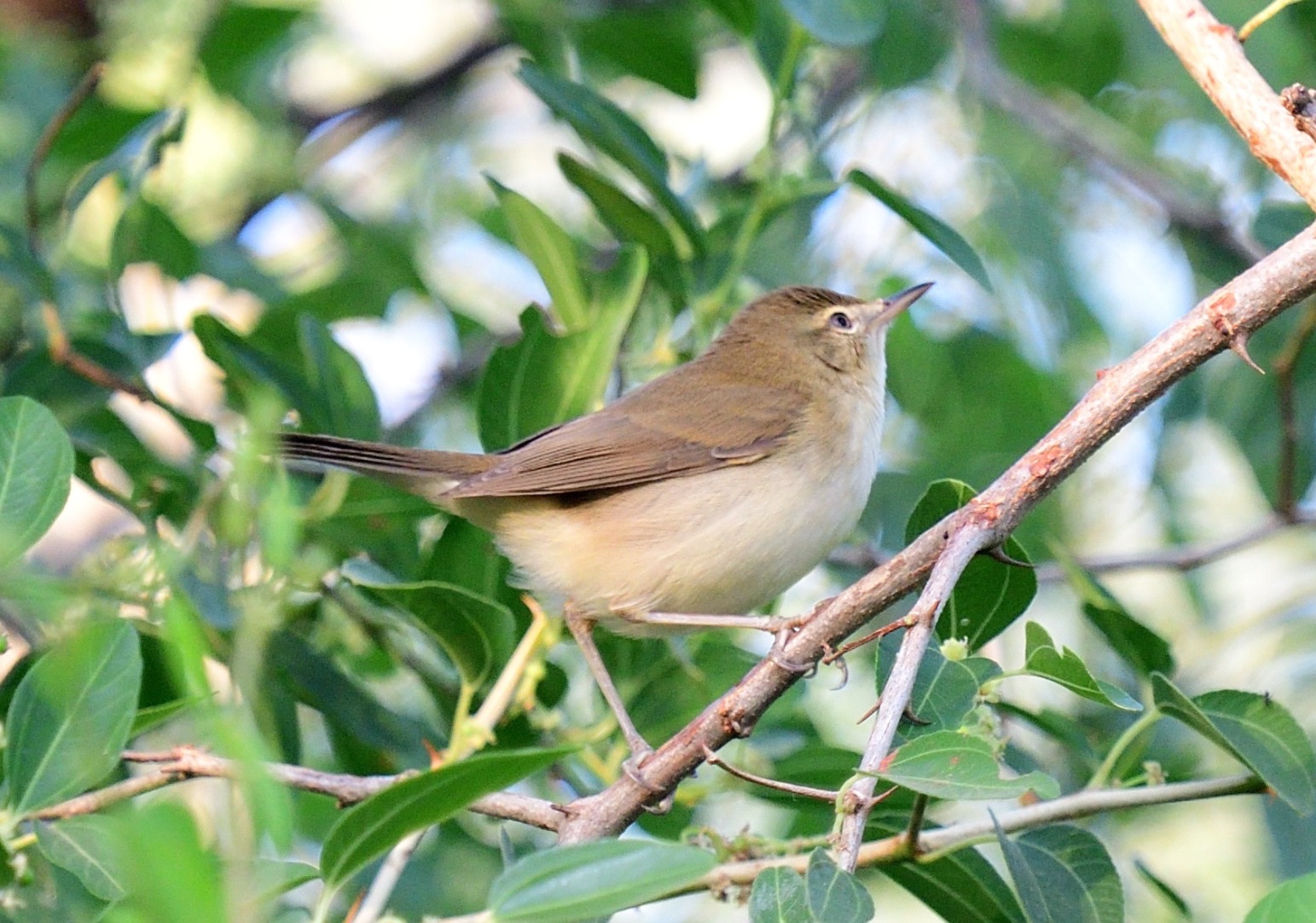 Blyth's Reed Warbler