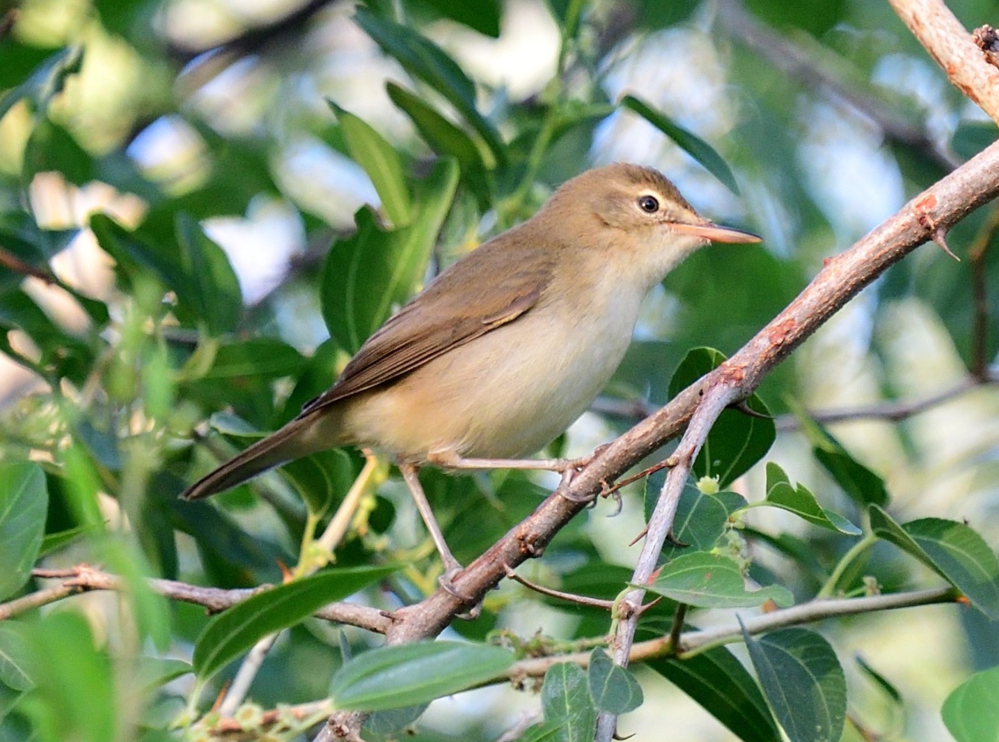 Blyth's Reed Warbler