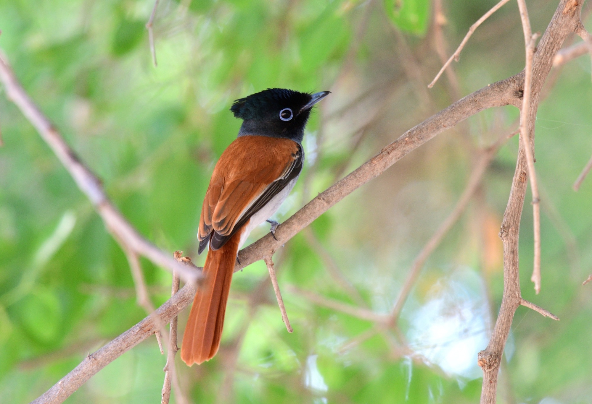 african paradise-flycatcher