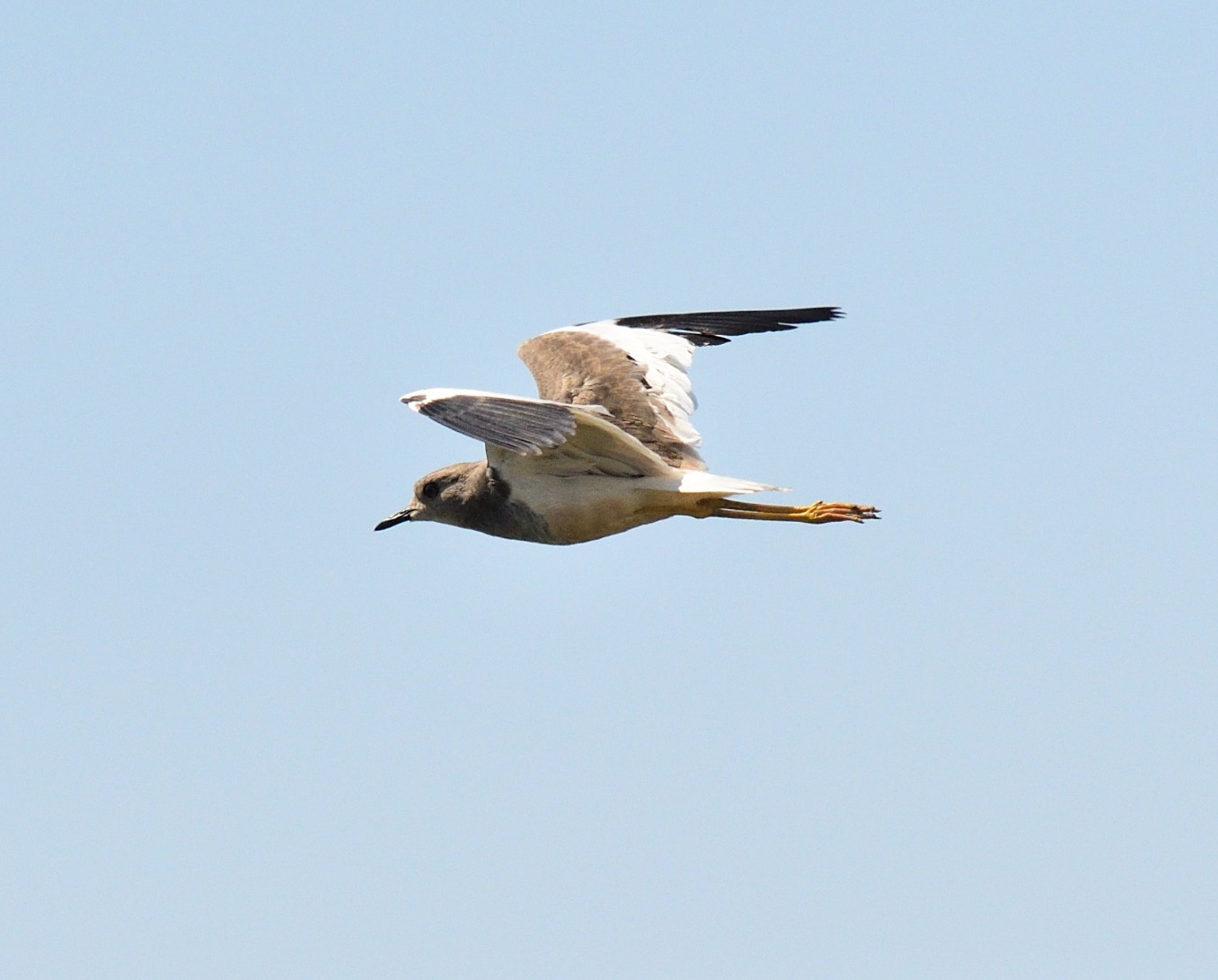 white-tailed lapwing