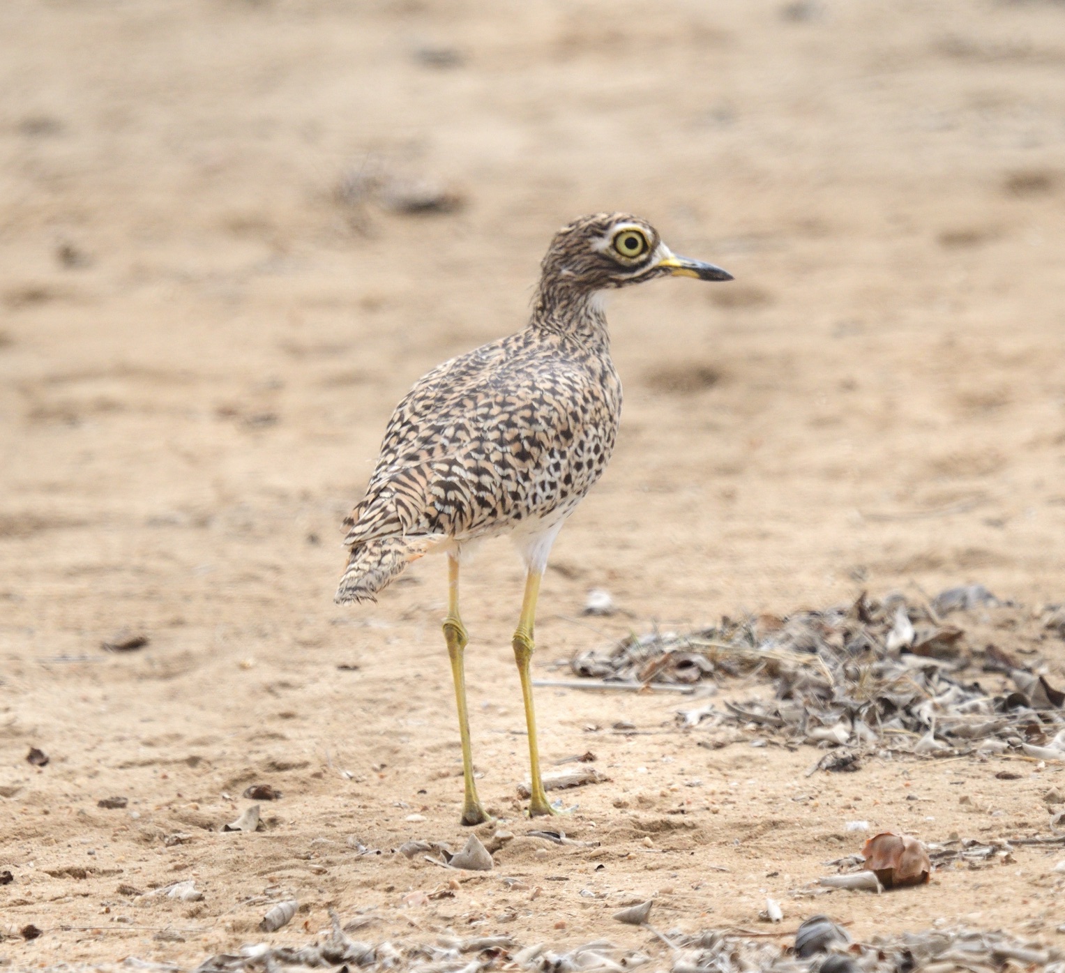 spotted thick-knee