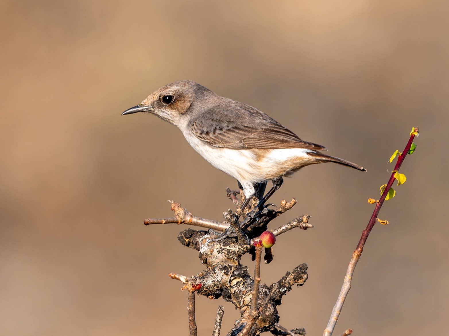 arabian wheatear