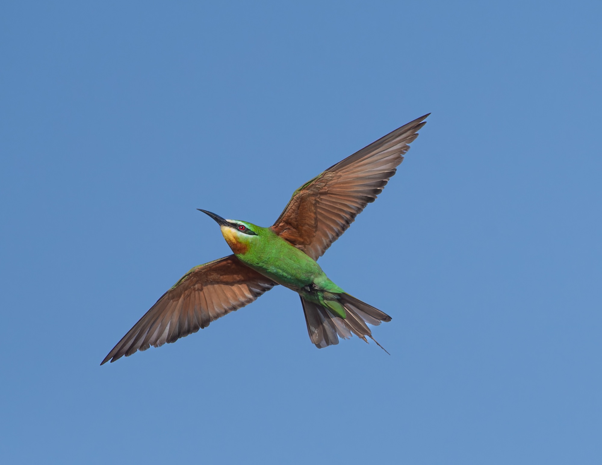 Blue-cheeked Bee-eater