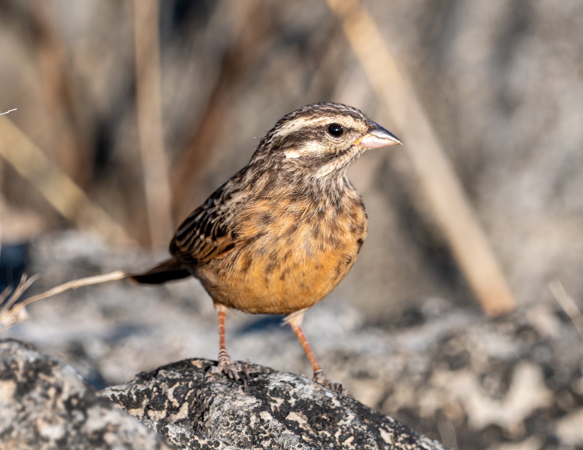 Cinnamon-breasted Bunting