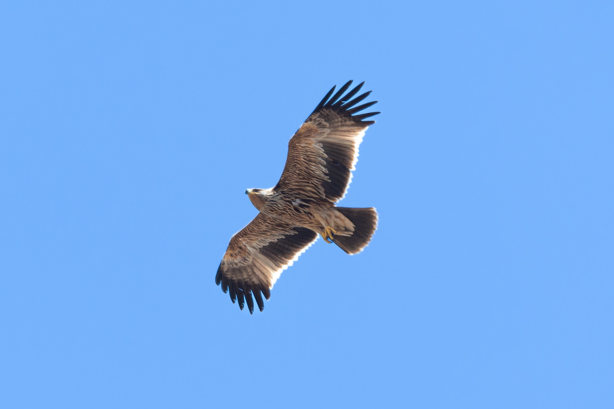 eastern imperial eagle