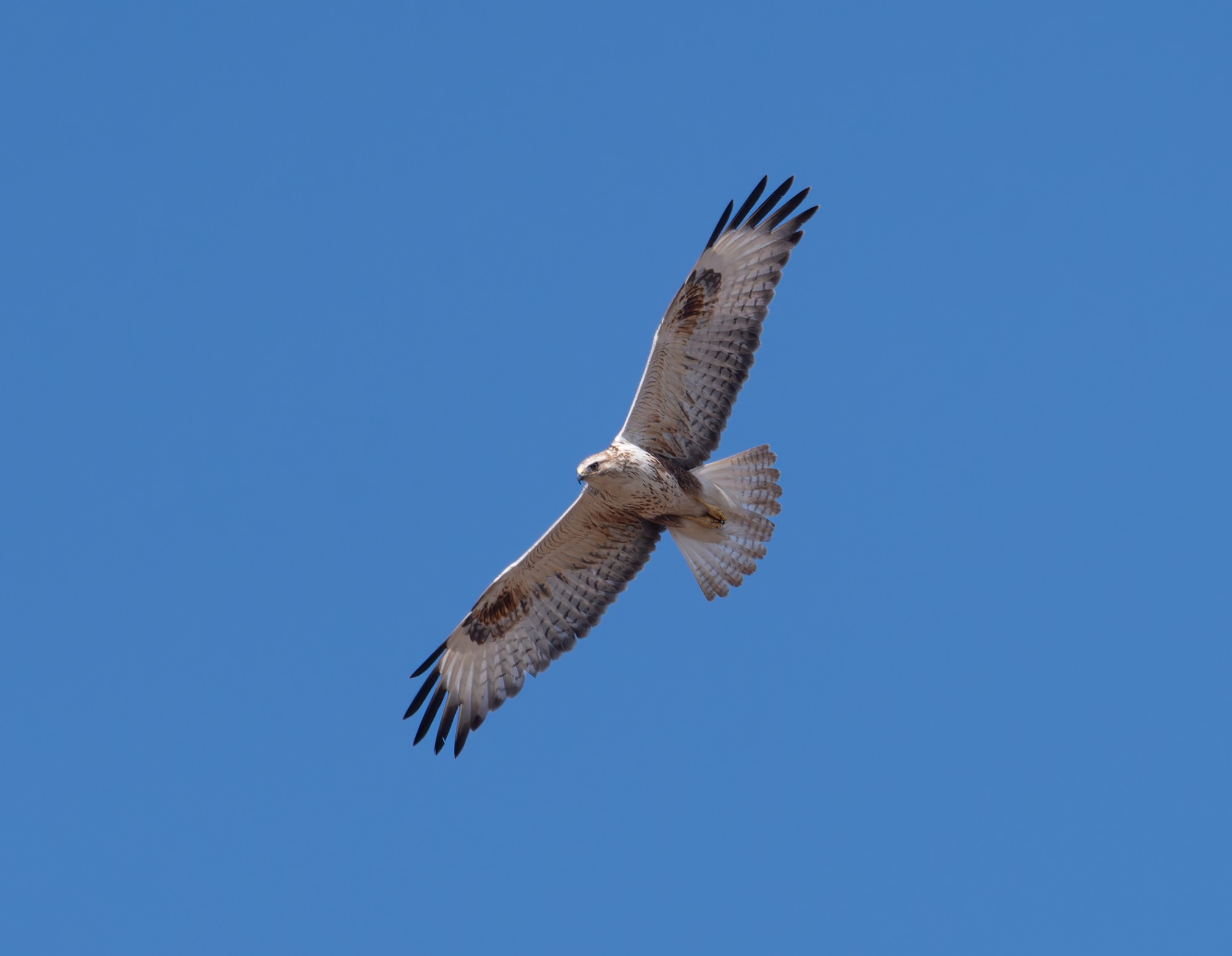 long-legged buzzard