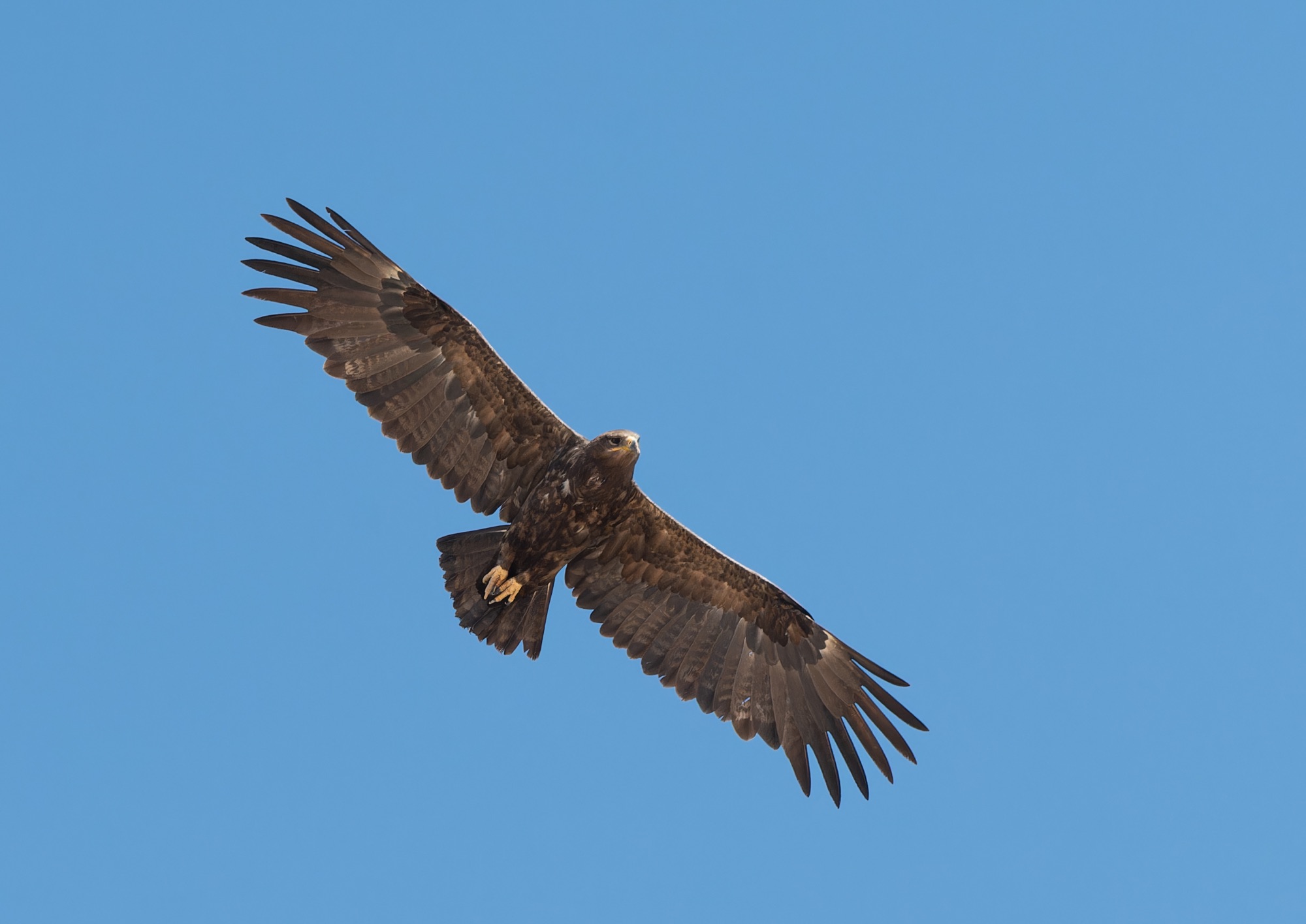 steppe eagle