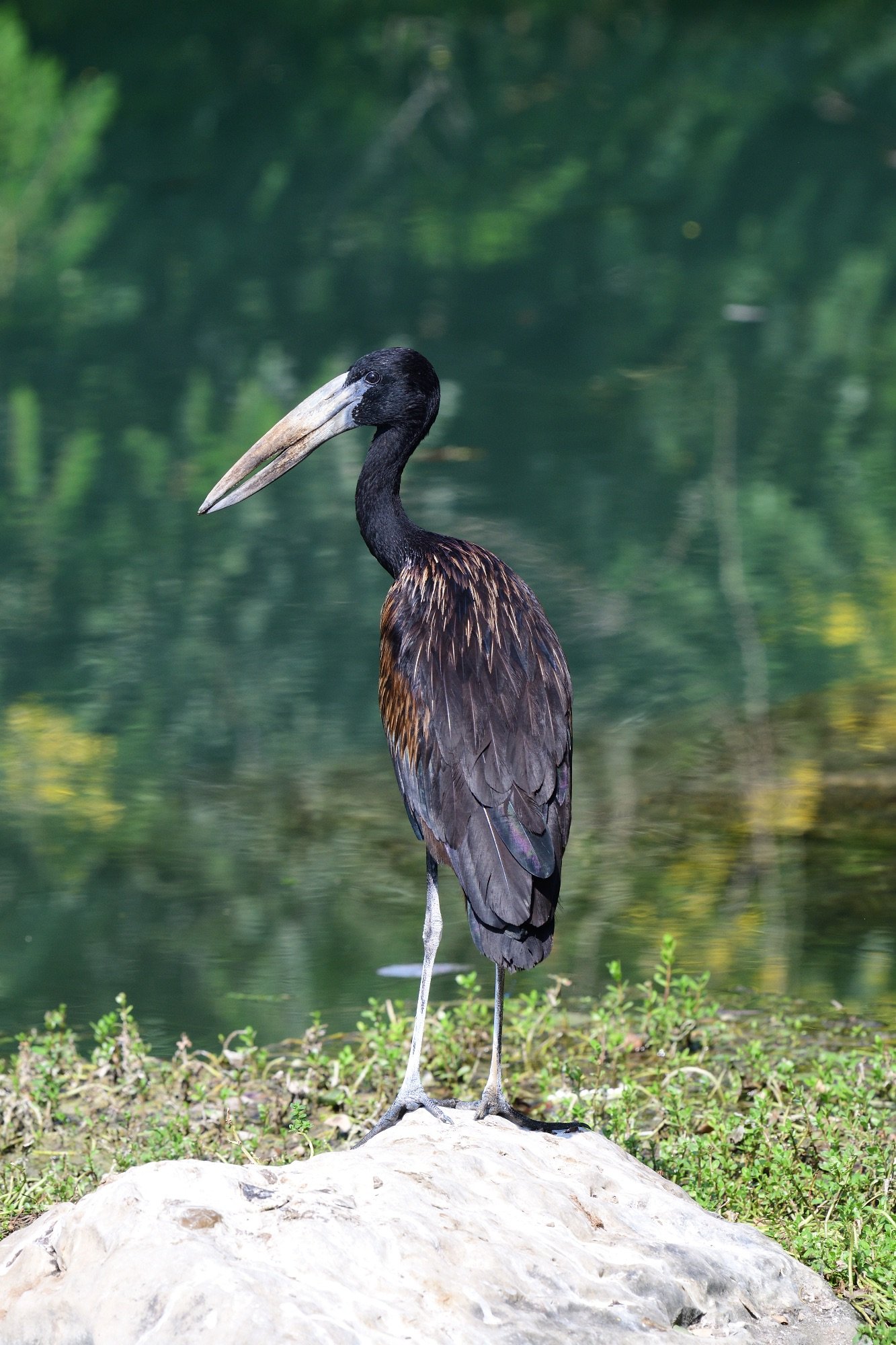 african open bill