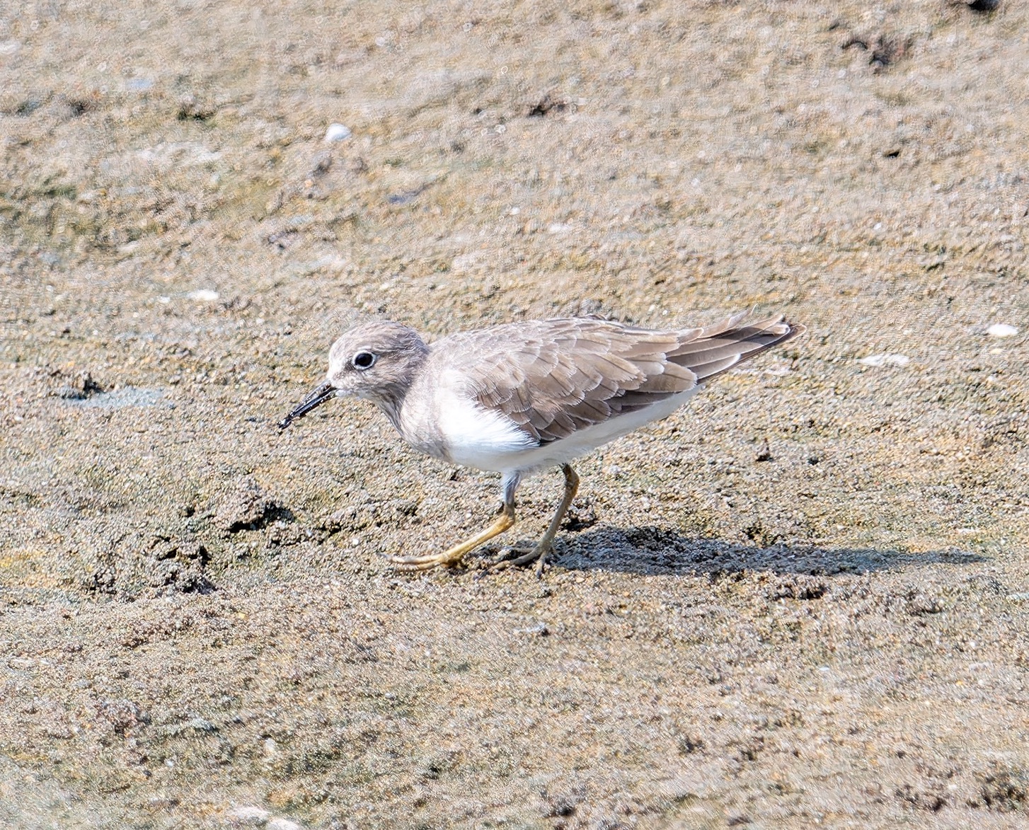 temminck's stint