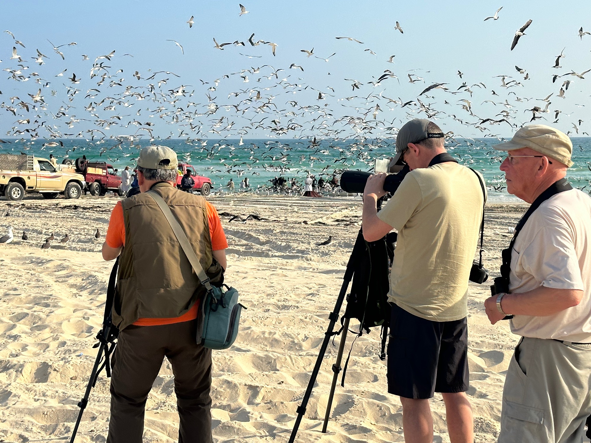 birdwatching in oman