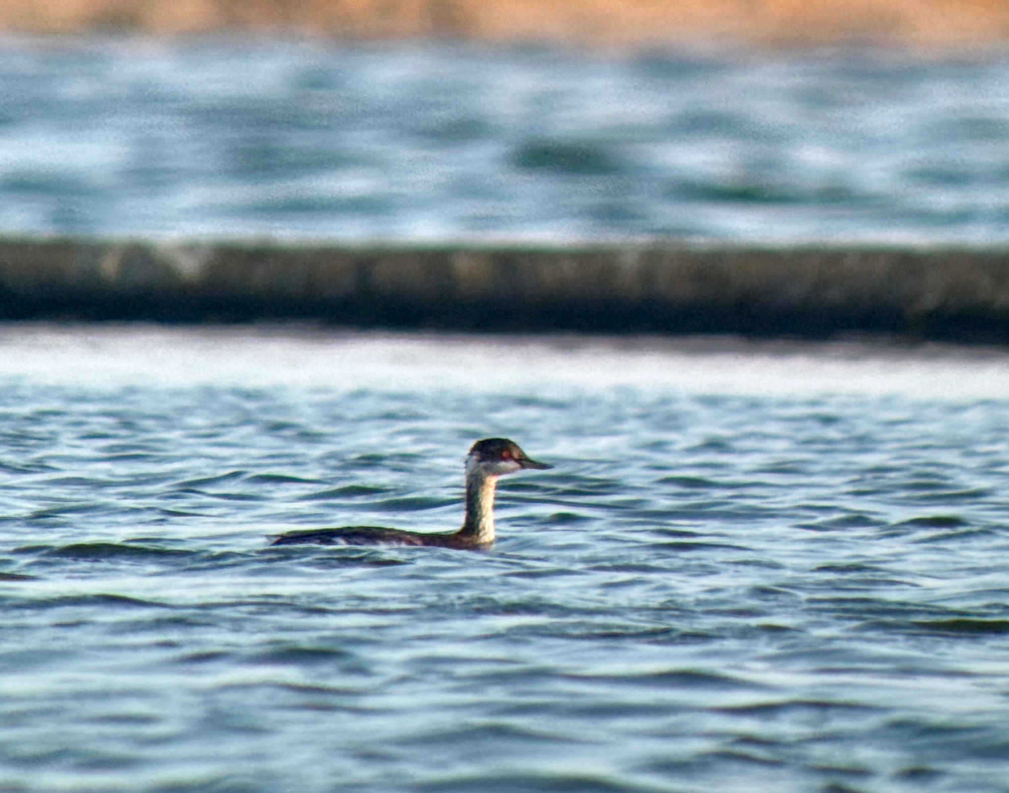 black-necked grebe