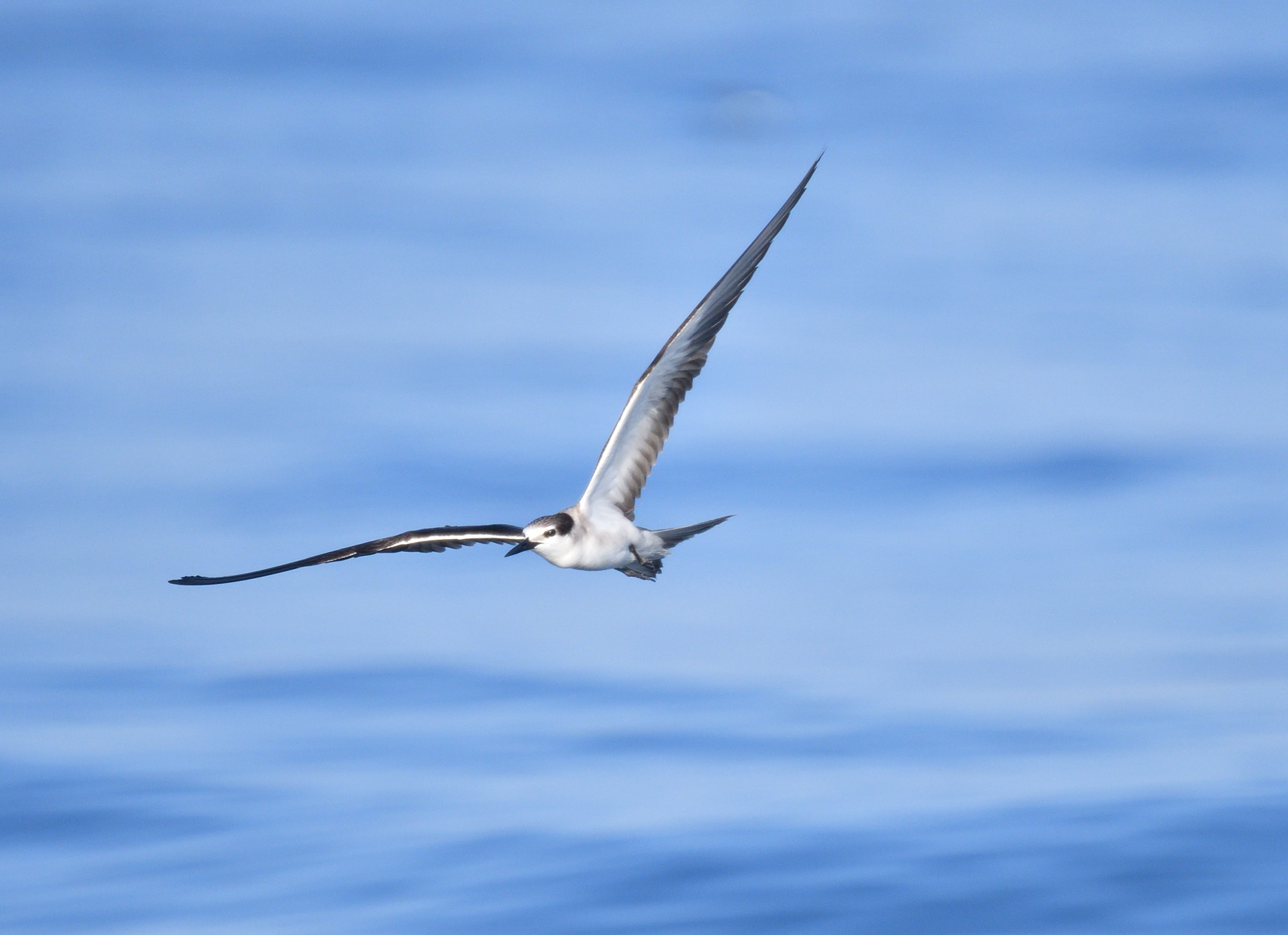 bridled tern