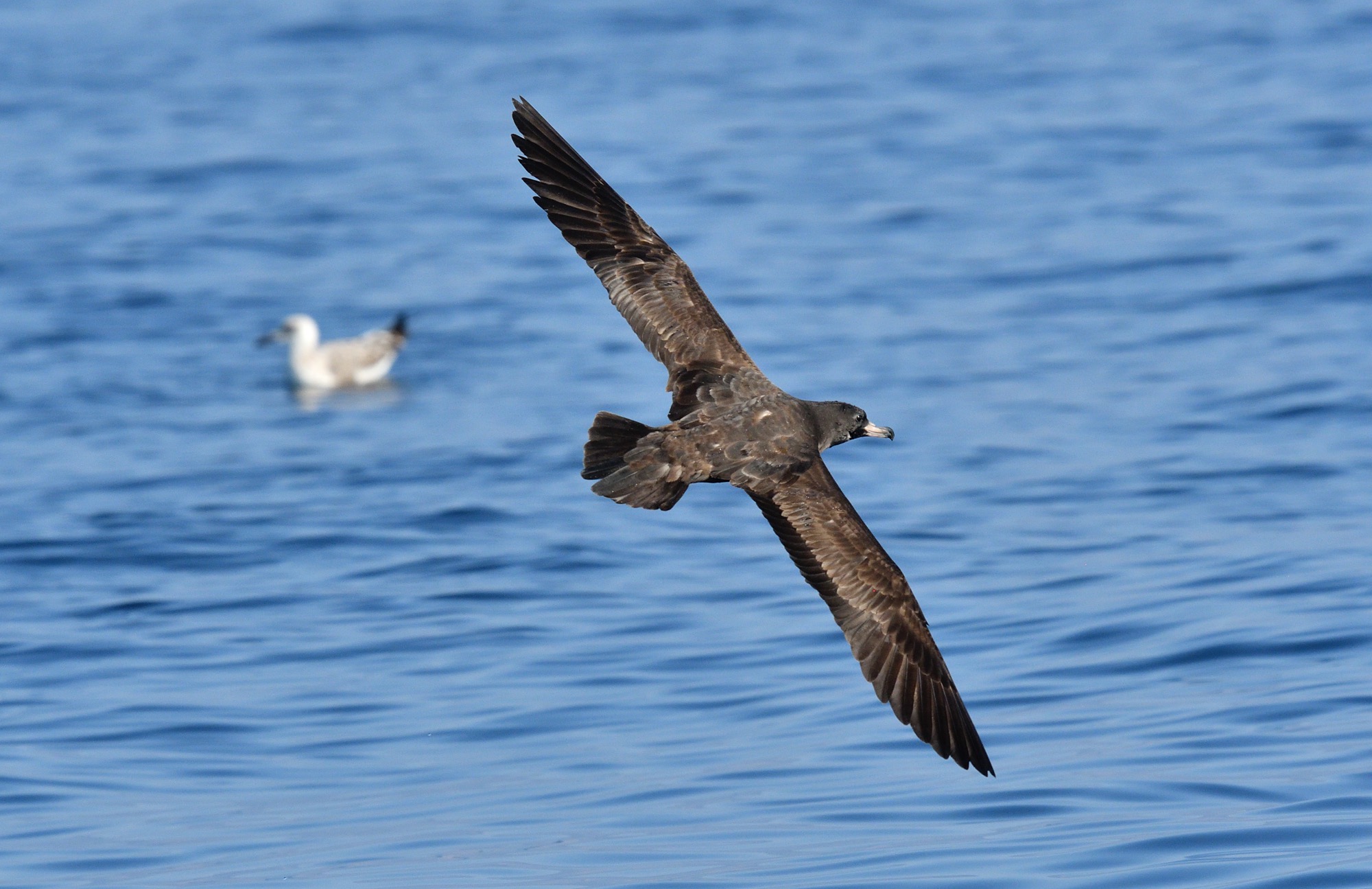 Flesh-footed Shearwater