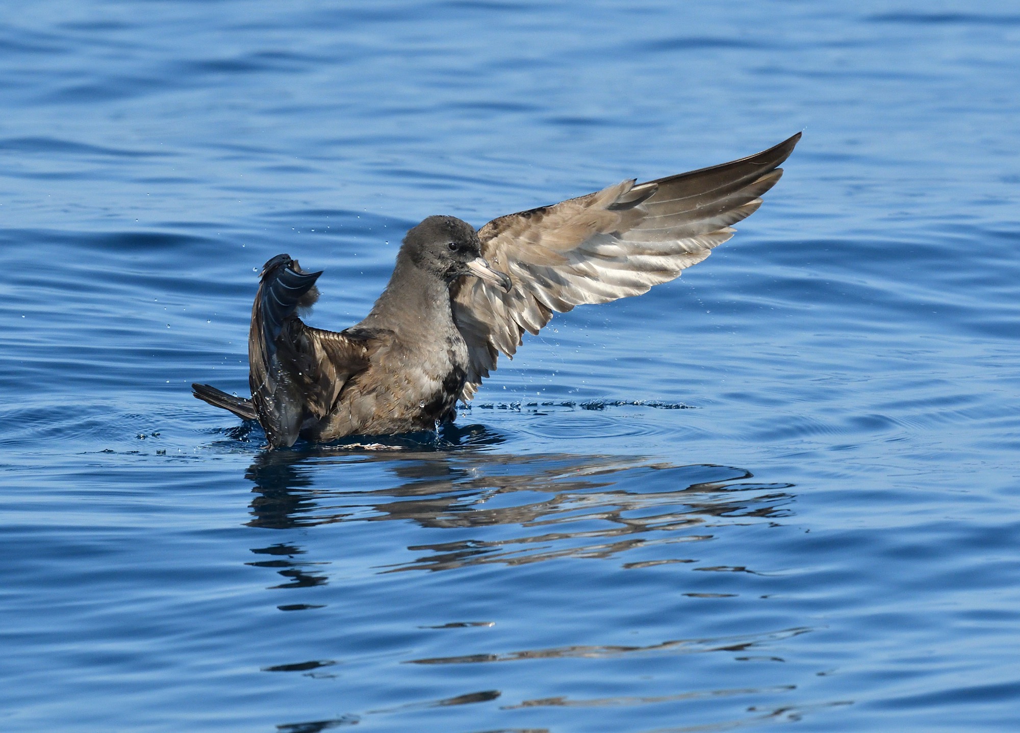 Flesh-footed Shearwater