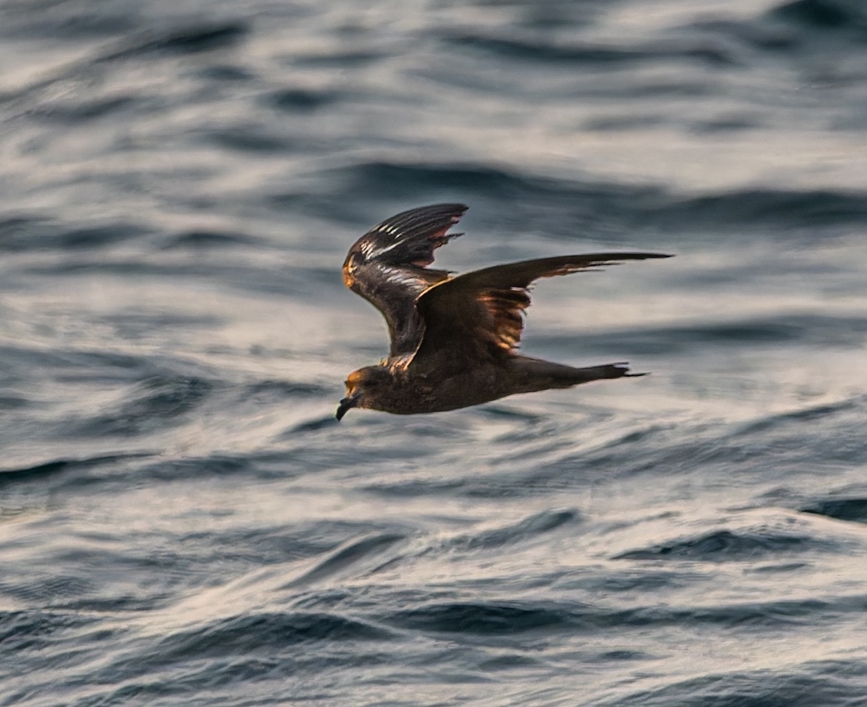 Swinhoe's Storm-Petrel