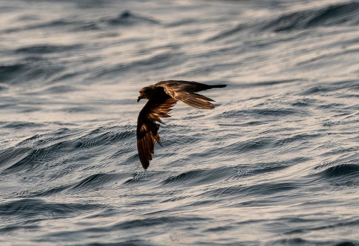 Swinhoe's Storm-Petrel