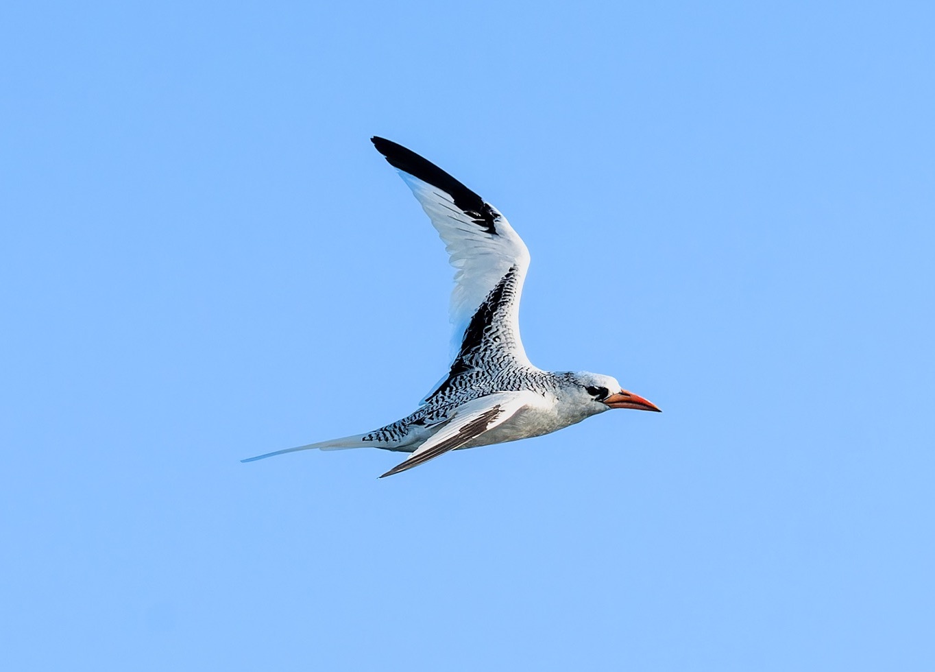 red-billed tropicbird