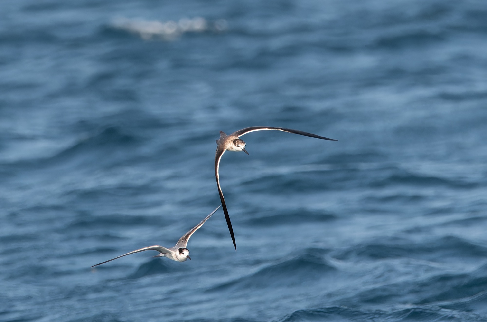 white-cheeked tern