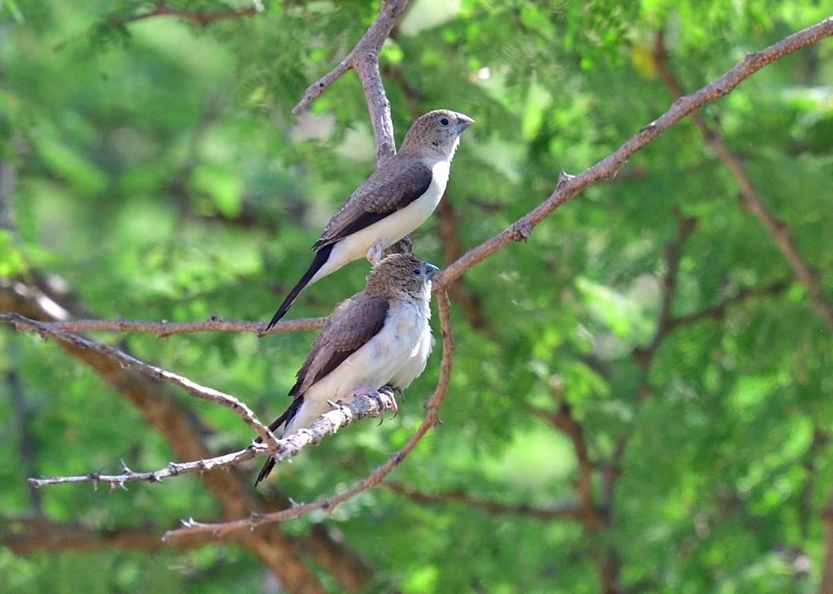 african silverbill