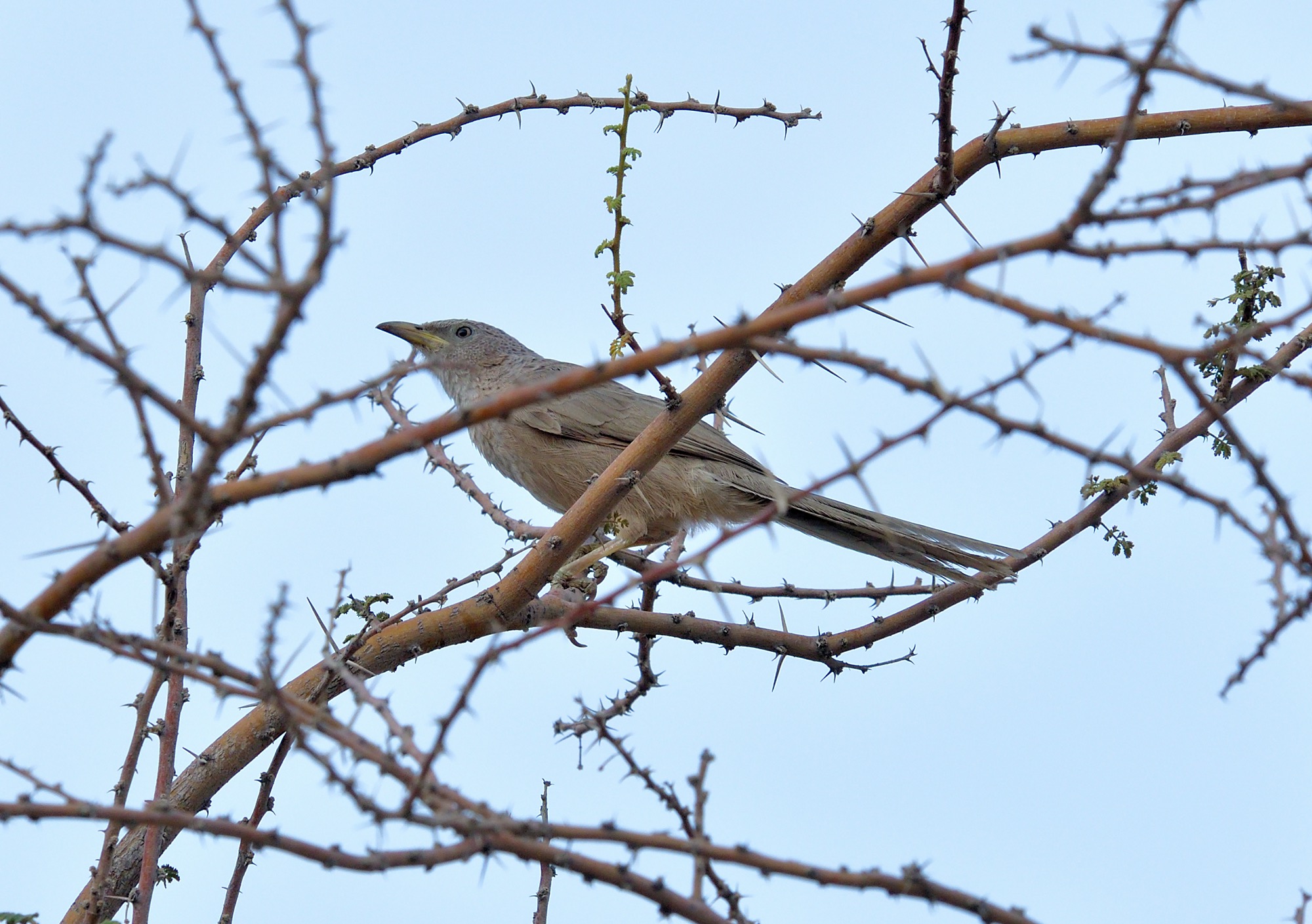 Arabian Babbler