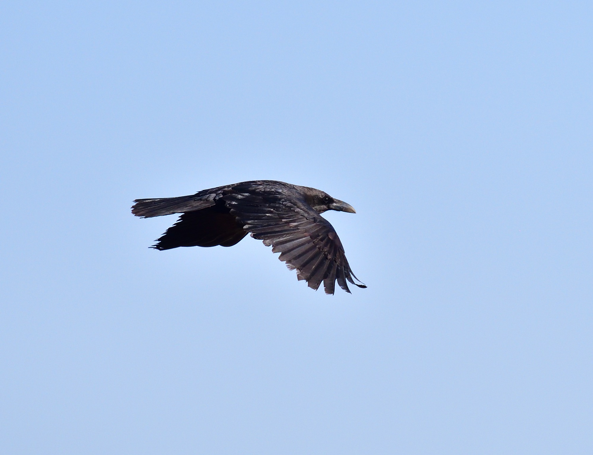 brown-necked raven