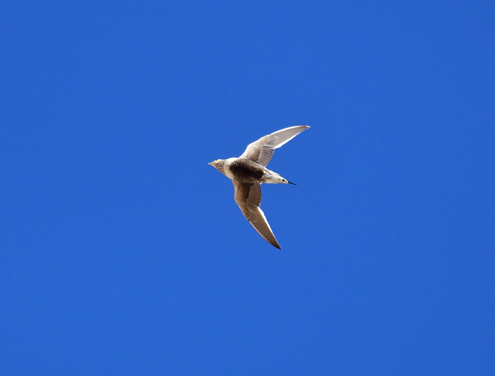 chestnut-bellied sandgrouse