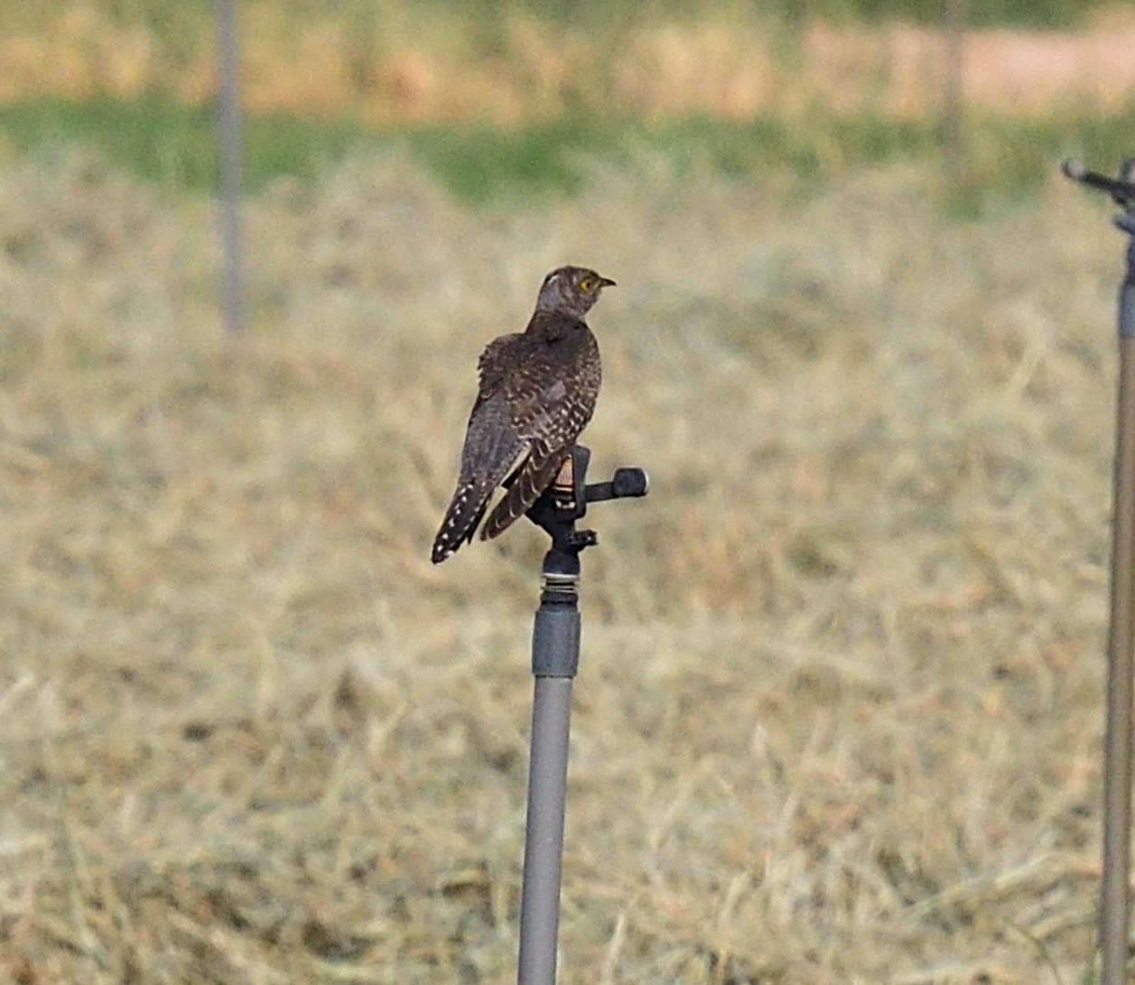 common cuckoo