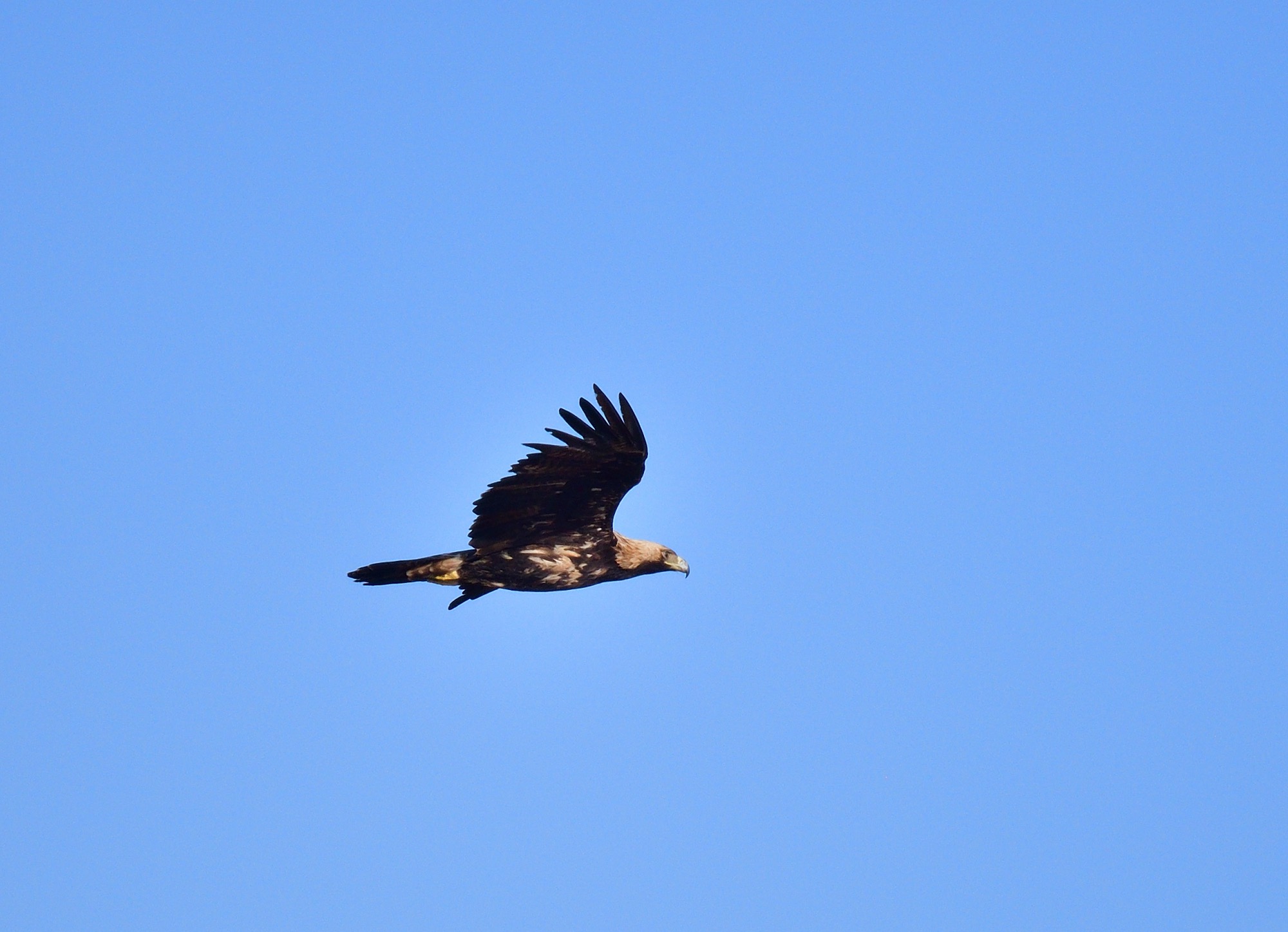 eastern imperial eagle