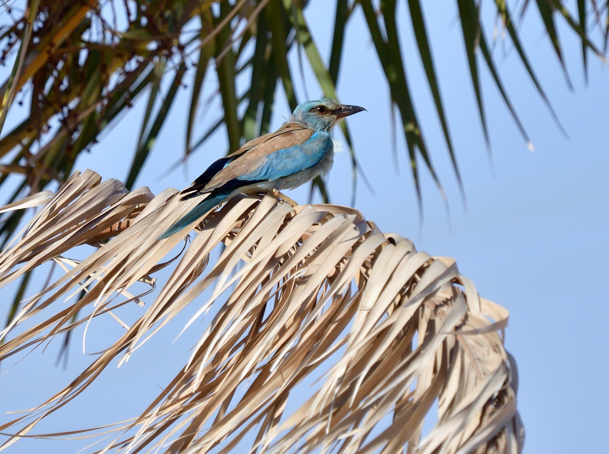 european roller