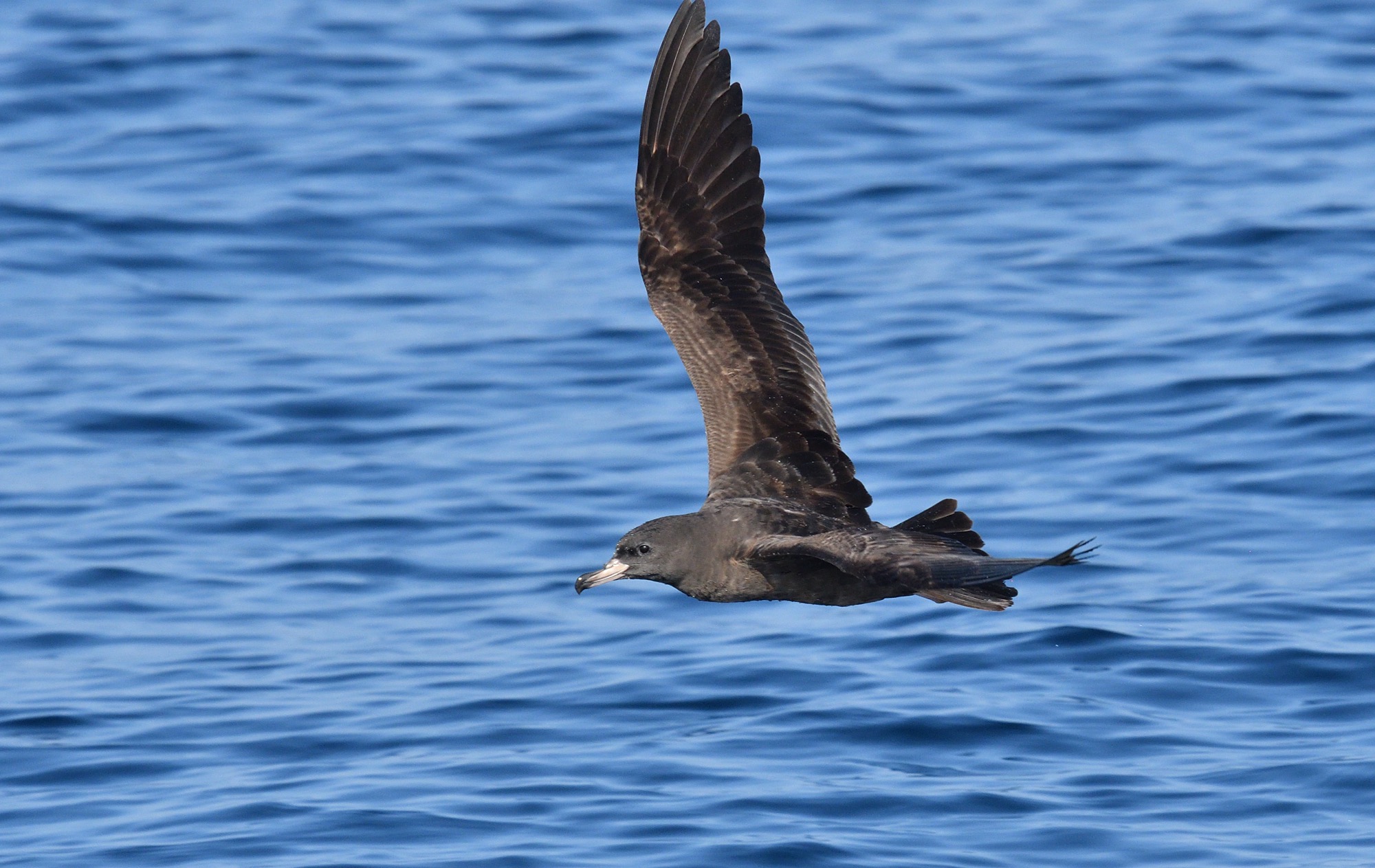 Flesh-footed Shearwater