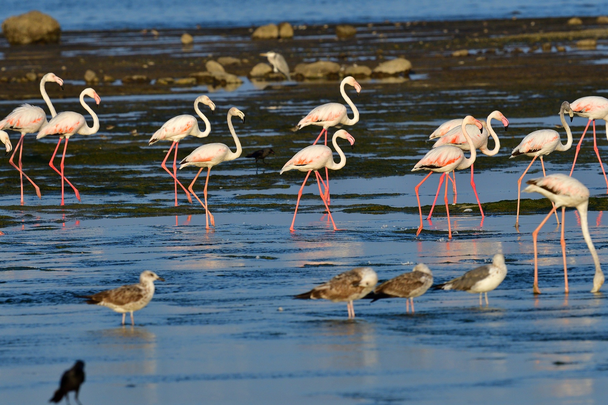 greater flamingo