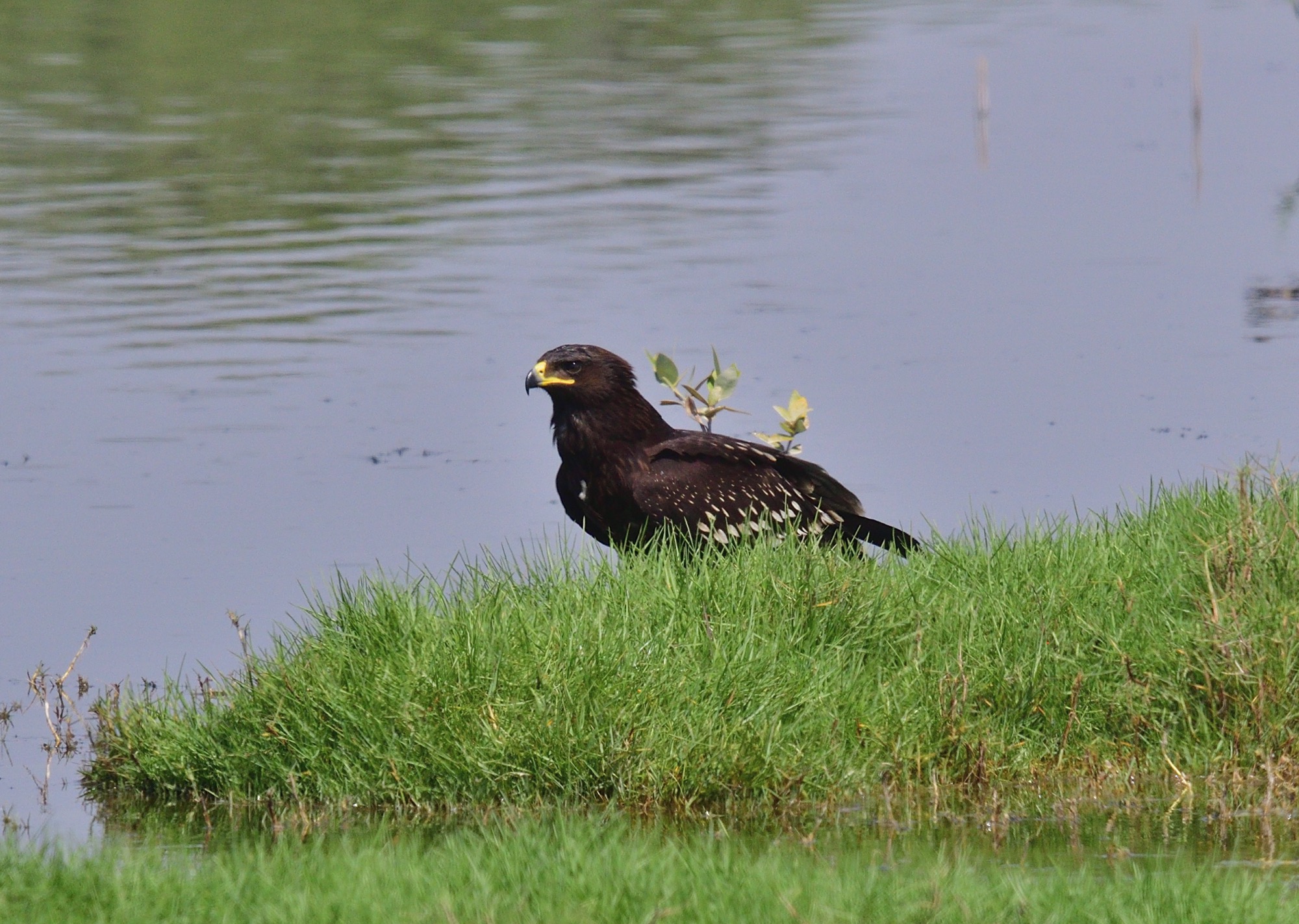 greater spotted eagle