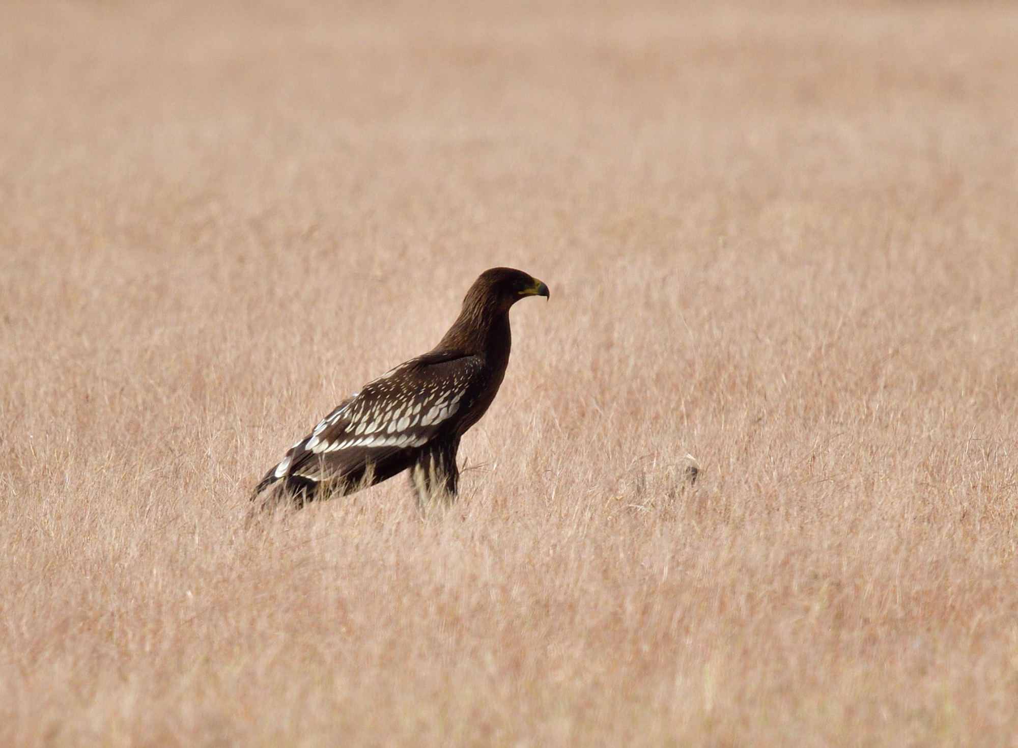 greater spotted eagle