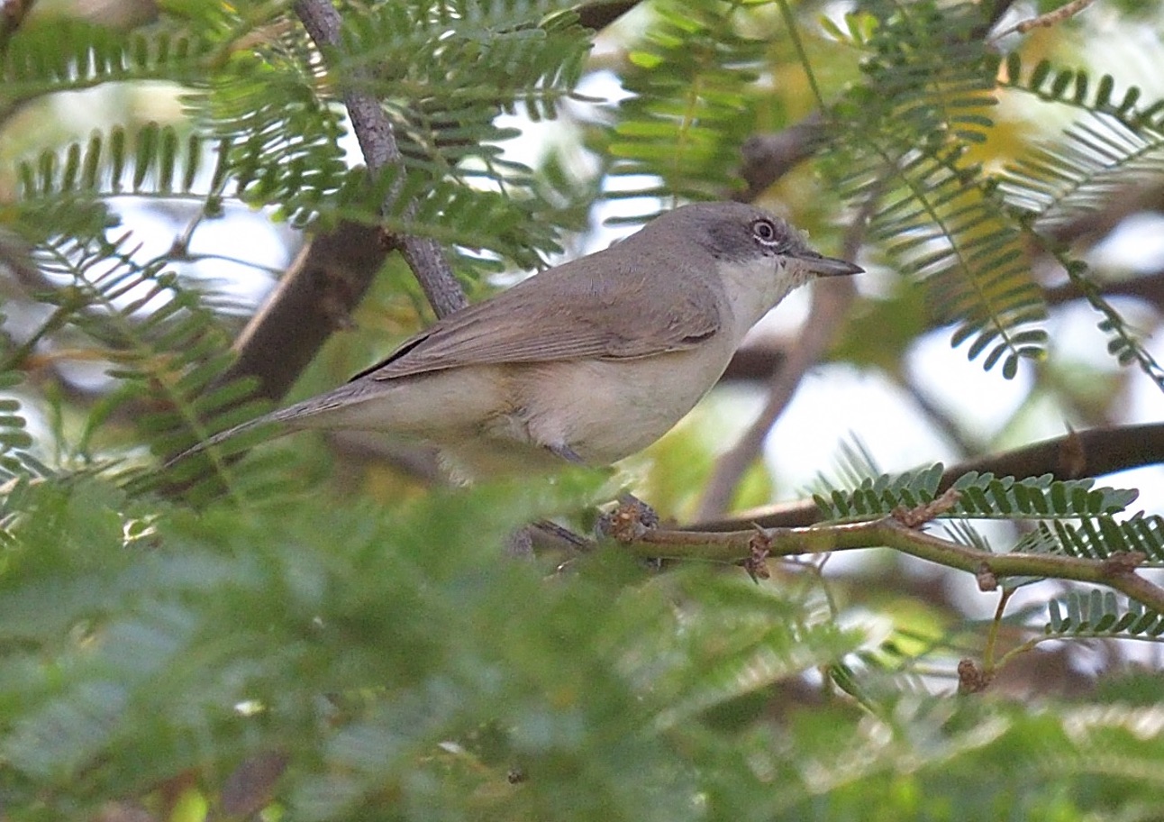 hume's whitethroat