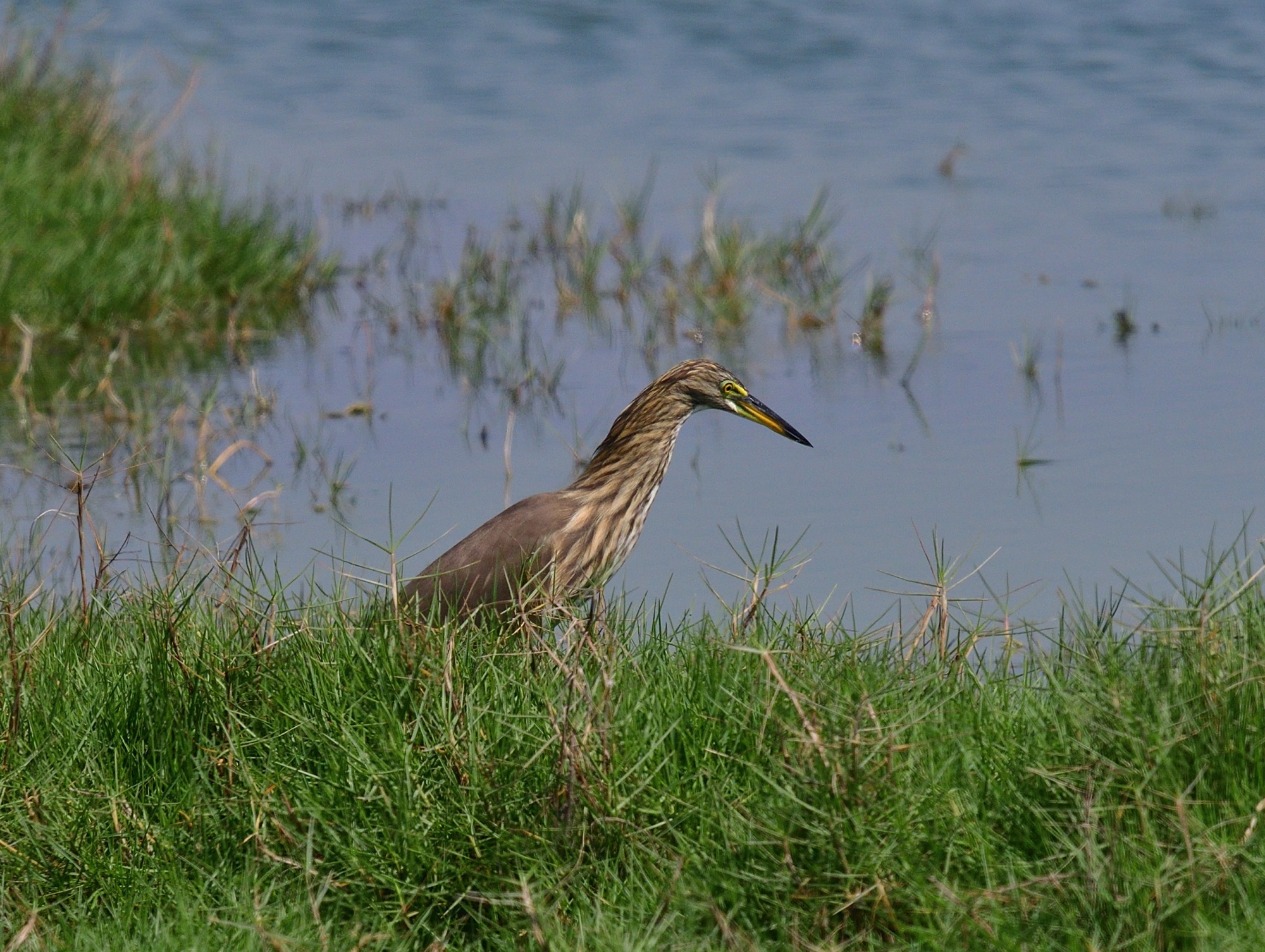 indian pond heron