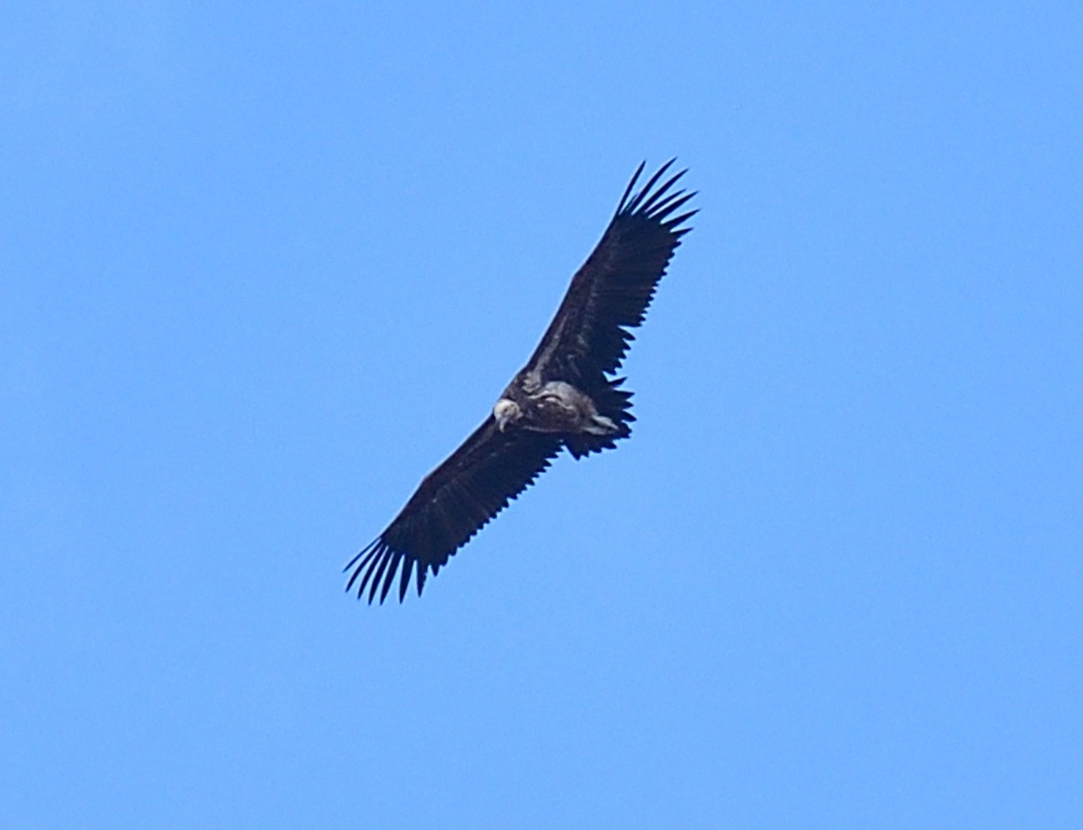 lappet-faced vulture