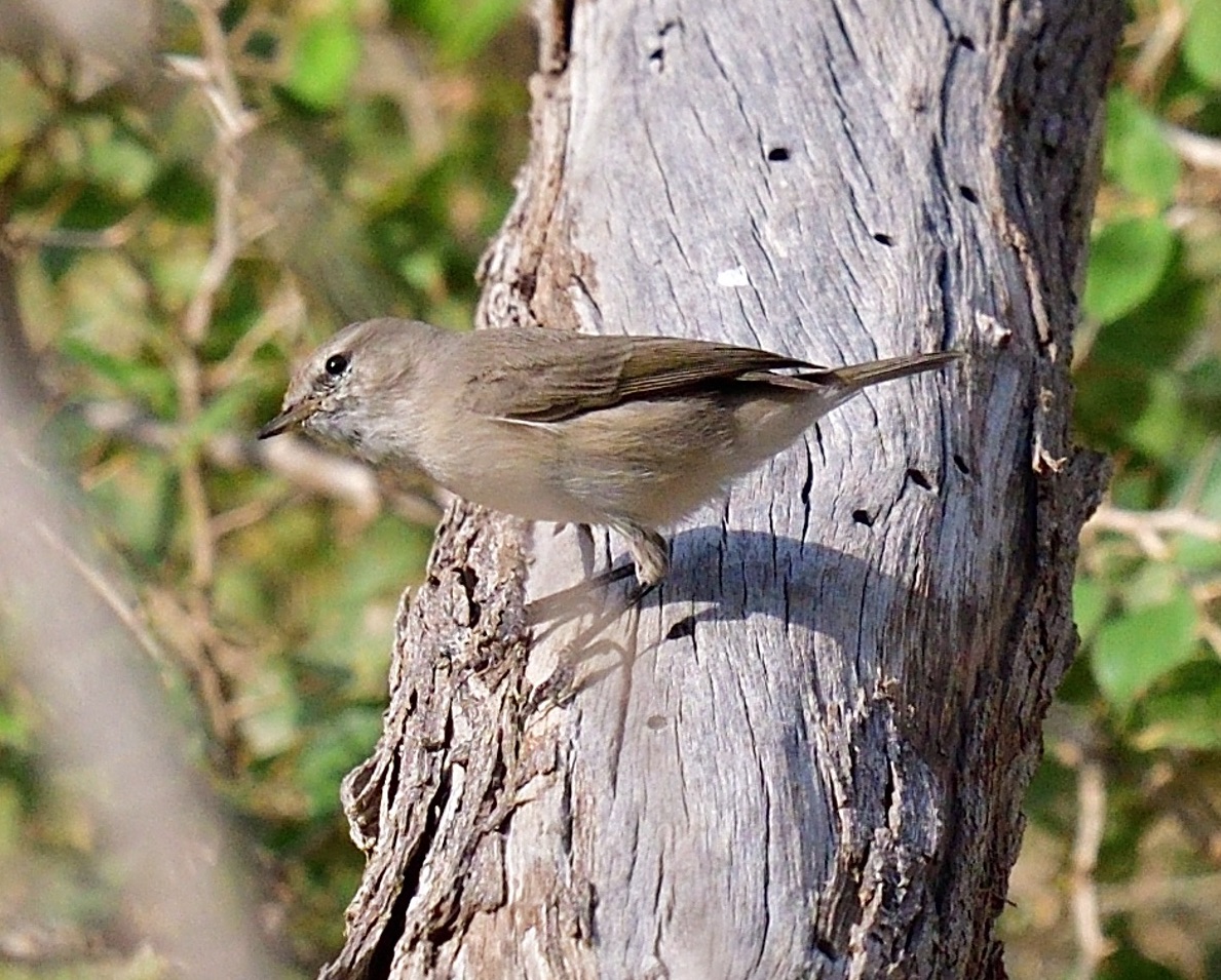 Plain Leaf Warbler