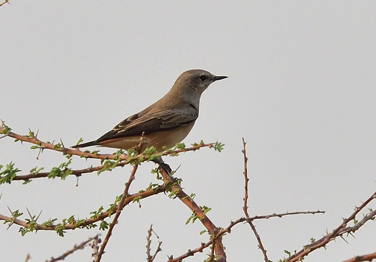 red-tailed wheatear