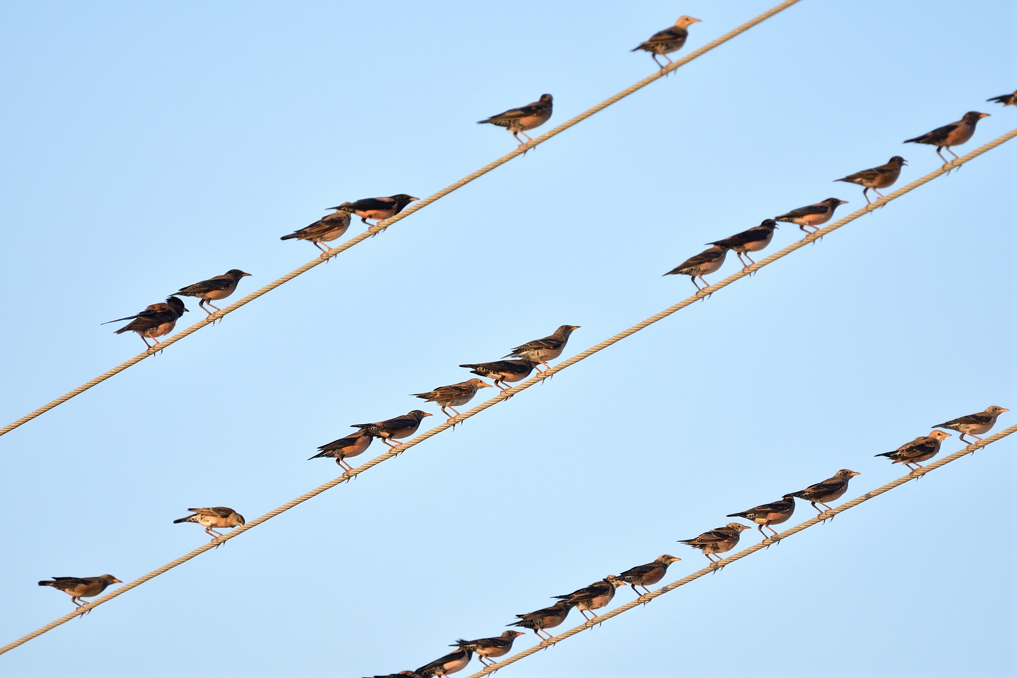 rose-coloured starling