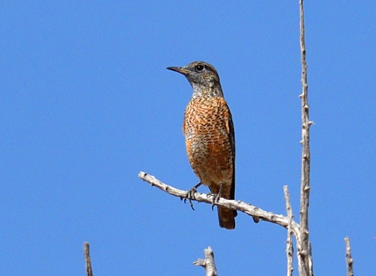 Common Rock Thrush