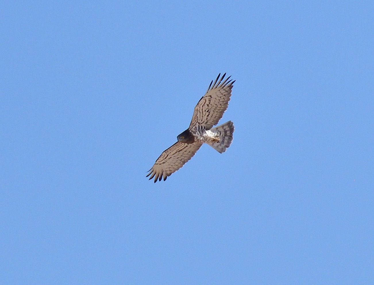short-toed eagle