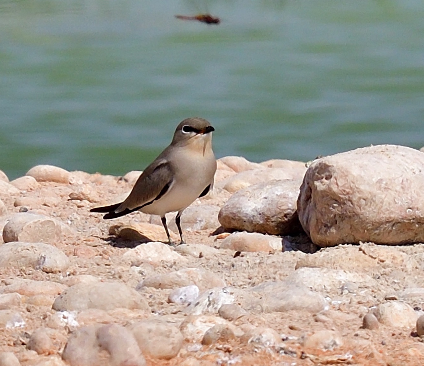 small pratincole