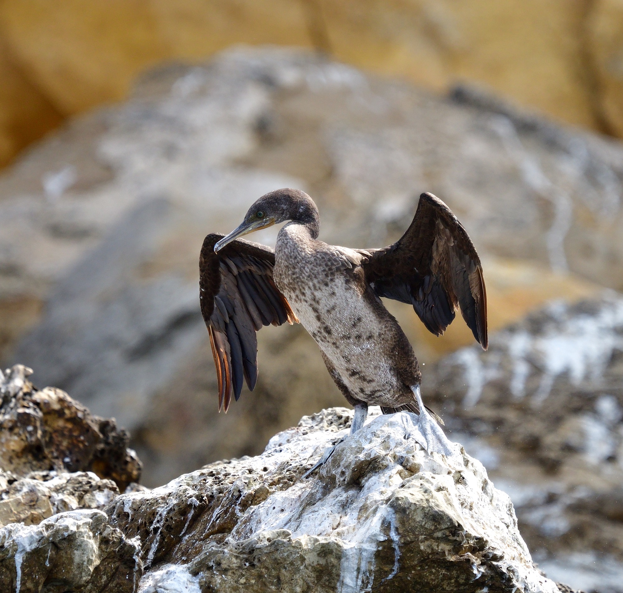 Socotra Cormorant
